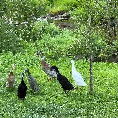 Le Canard Boiteux Apartamento Dambach